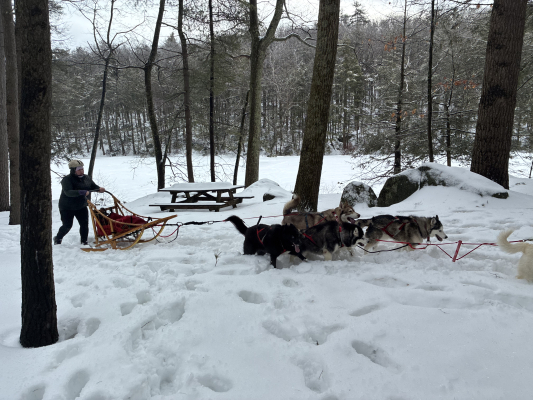 Sled dogs, Winter Fest 02-21-2026