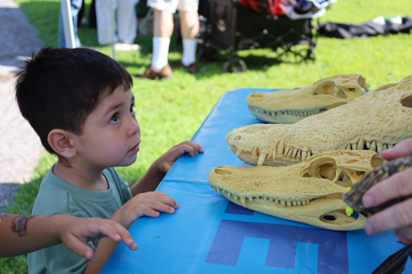 Child at fossil table. Dino Day 2025