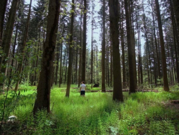 a person standing in the ferns beneath the tall trees (Instagram@mattrwoodward)