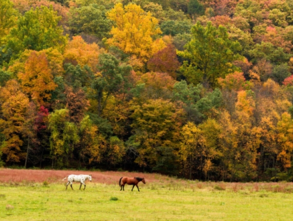 2 horses walking through field in fall (Flickr@Nilesh-Khadse)