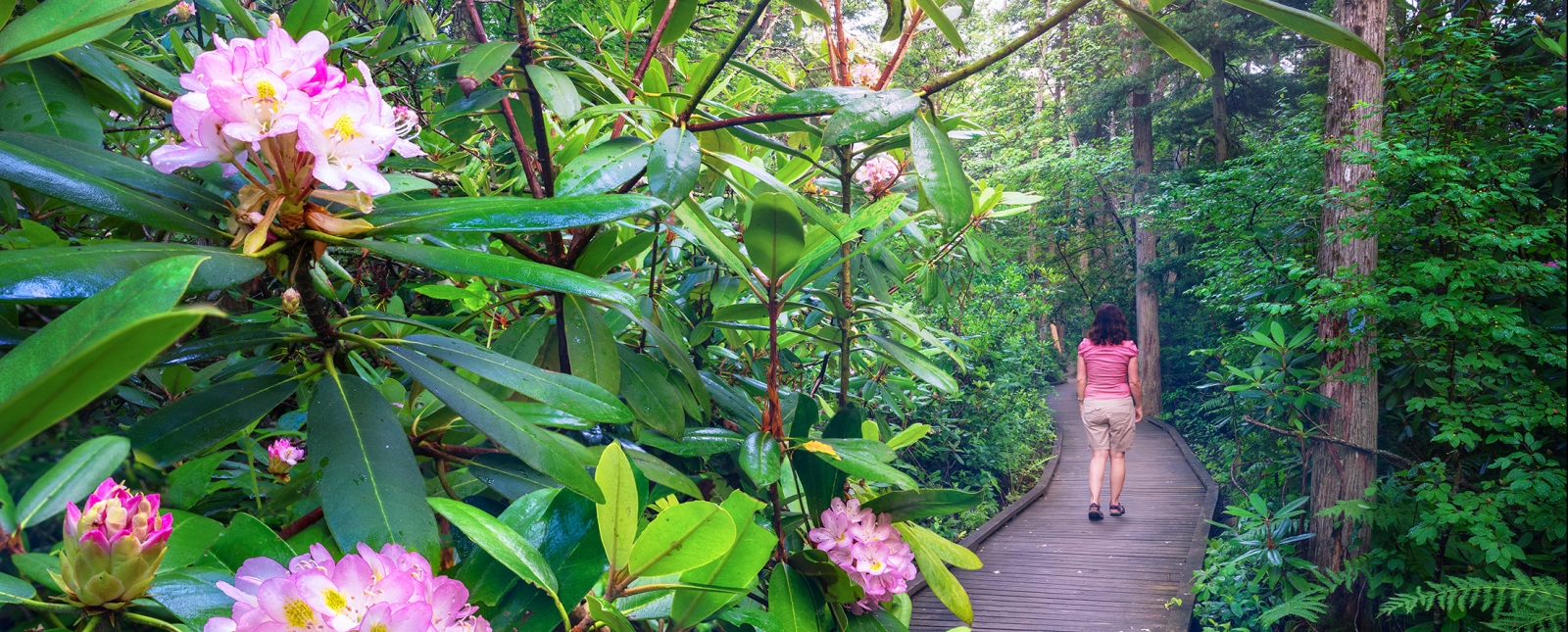 Rhododendron sanctuary inside of Pachaug State Forest