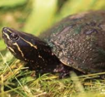 turtle